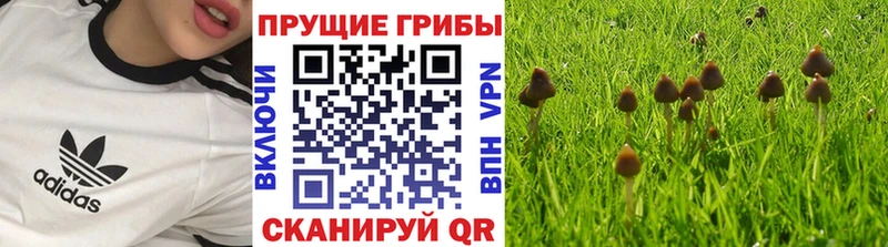 Купить Завитинск Псилоцибиновые грибы прущие грибы